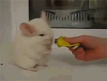 Ϊ˳ԣܹɱһеСèСŲģ.gif