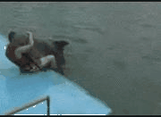 ҪˣҲ.gif