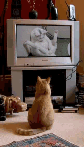 abbr_01a84d7a72ed00beb124119501cac29b.gif
