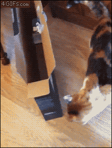 һֻԼ͵è.gif