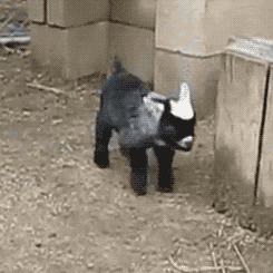 ԼСȰ~.gif
