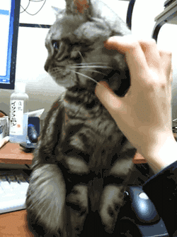 㹻ˣ޴ࡣ.gif